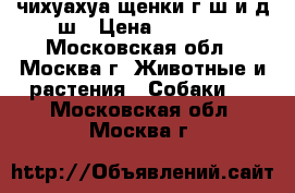 чихуахуа щенки г/ш и д/ш › Цена ­ 8 000 - Московская обл., Москва г. Животные и растения » Собаки   . Московская обл.,Москва г.